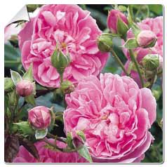 Roseira 'Harlow Carr'